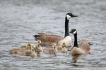 Branta canadensis