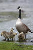 Branta canadensis