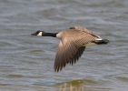 Branta canadensis