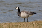 Branta leucopsis