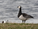 Branta leucopsis