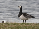 Branta leucopsis