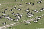 Branta leucopsis