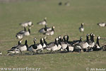 Branta leucopsis