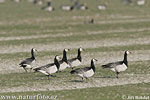 Branta leucopsis