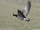 Branta leucopsis