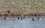 Branta leucopsis