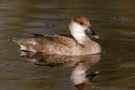 branta roja