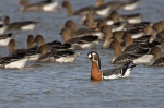 Branta ruficollis