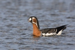 Branta ruficollis