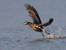 Branta ruficollis