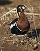 Branta ruficollis