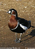 Branta ruficollis