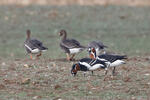 Branta ruficollis