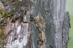 Brown Creeper