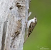 Brown Creeper