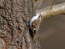 Brown Creeper