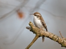 Brown Creeper