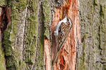 Brown Creeper