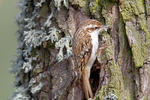 Brown Creeper