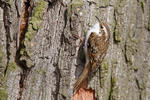 Brown Creeper