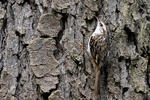 Brown Creeper