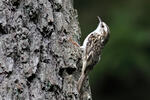 Brown Creeper