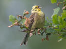 Bruant jaune