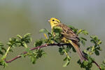 Bruant jaune