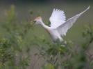 Bubulcus ibis