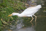 Bubulcus ibis