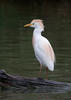 Bubulcus ibis