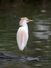 Bubulcus ibis