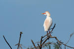 Bubulcus ibis