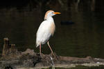 Bubulcus ibis