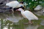 Bubulcus ibis