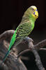 Budgerigar