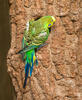 Budgerigar