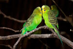 Budgerigar