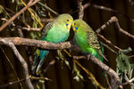 Budgerigar - shell parakeet