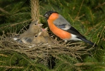 Bullfinch