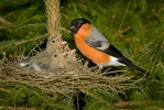 Bullfinch