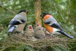 Bullfinch