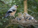 Bullfinch