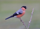 Bullfinch