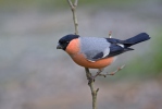 Bullfinch