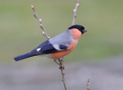 Bullfinch