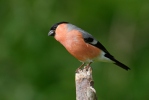 Bullfinch