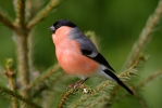 Bullfinch