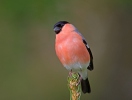 Bullfinch